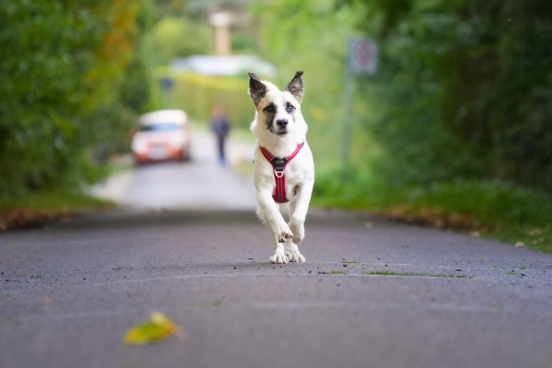 A dog running away from home