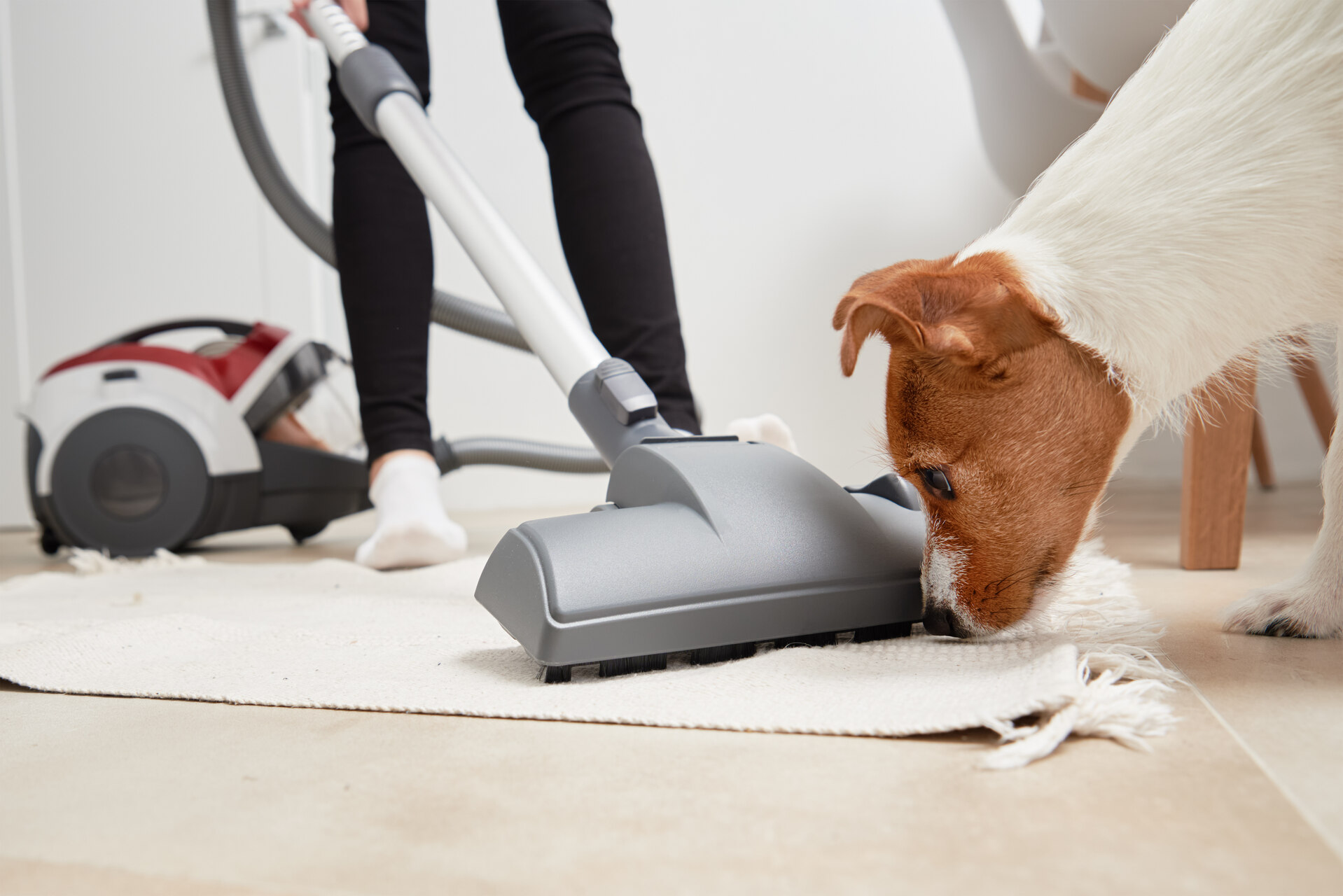 Frau beim Staubsaugen, Hund schnüffelt an Teppich