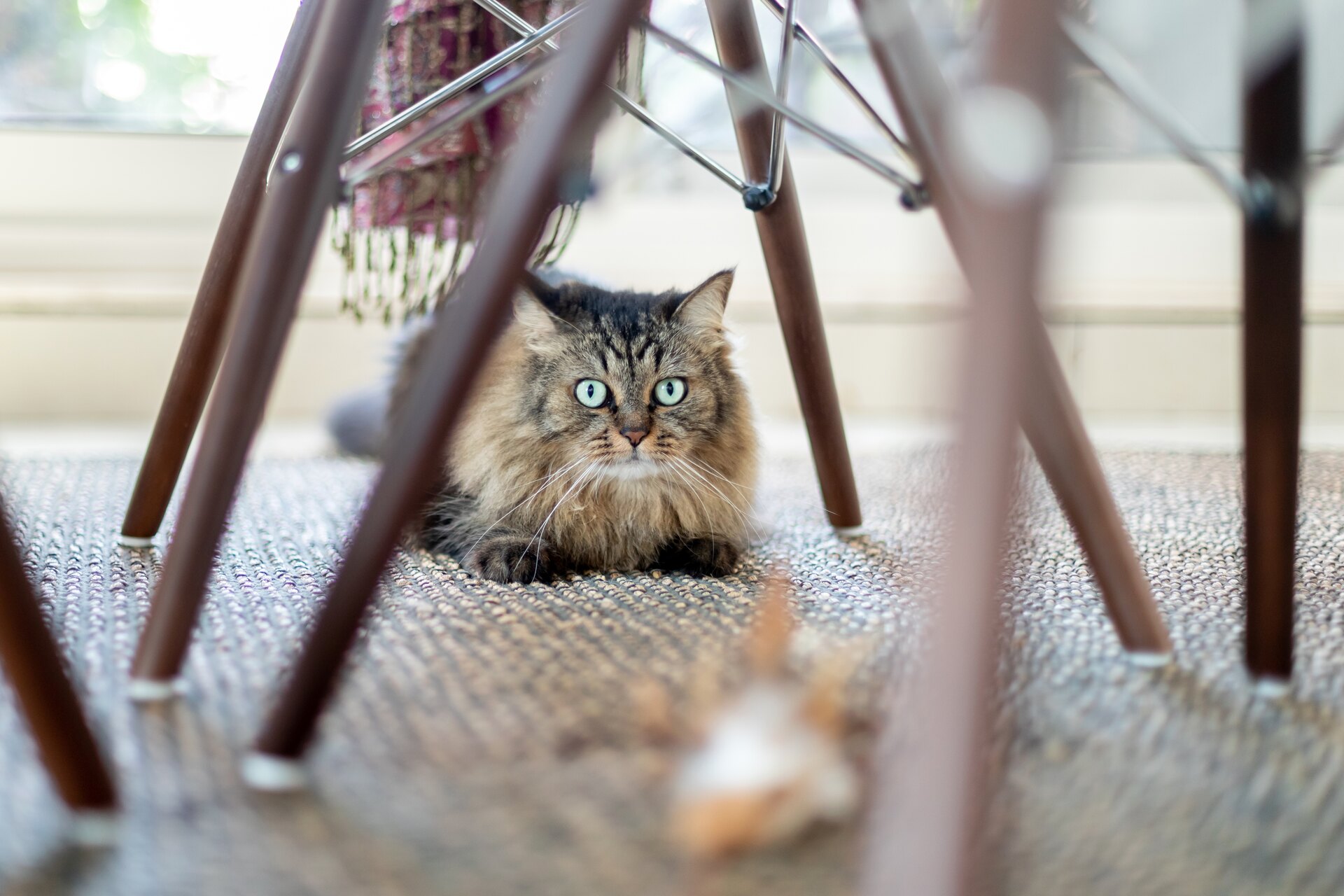 A newly-adopted cat exploring a house