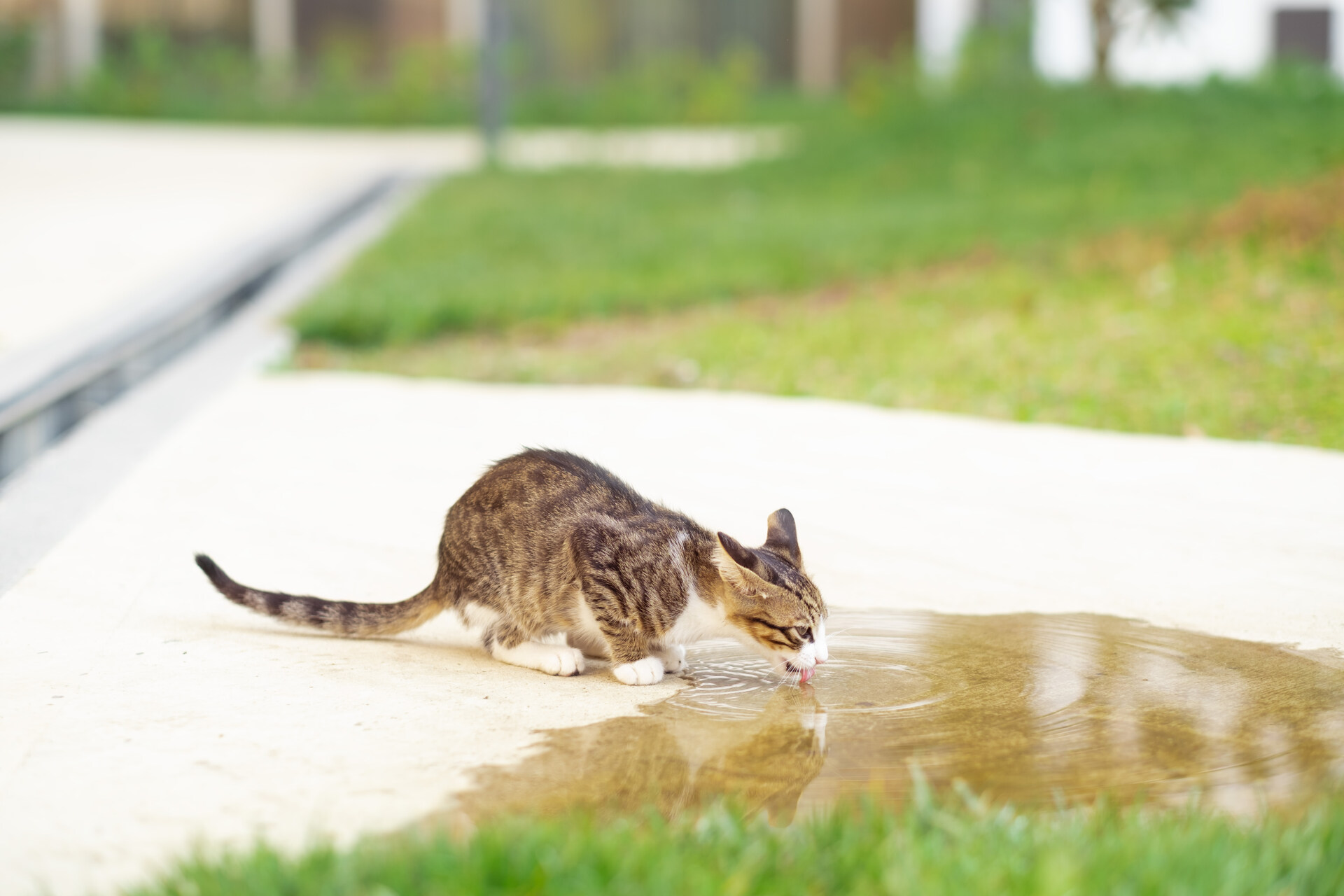 A cat drinking water from a puddle