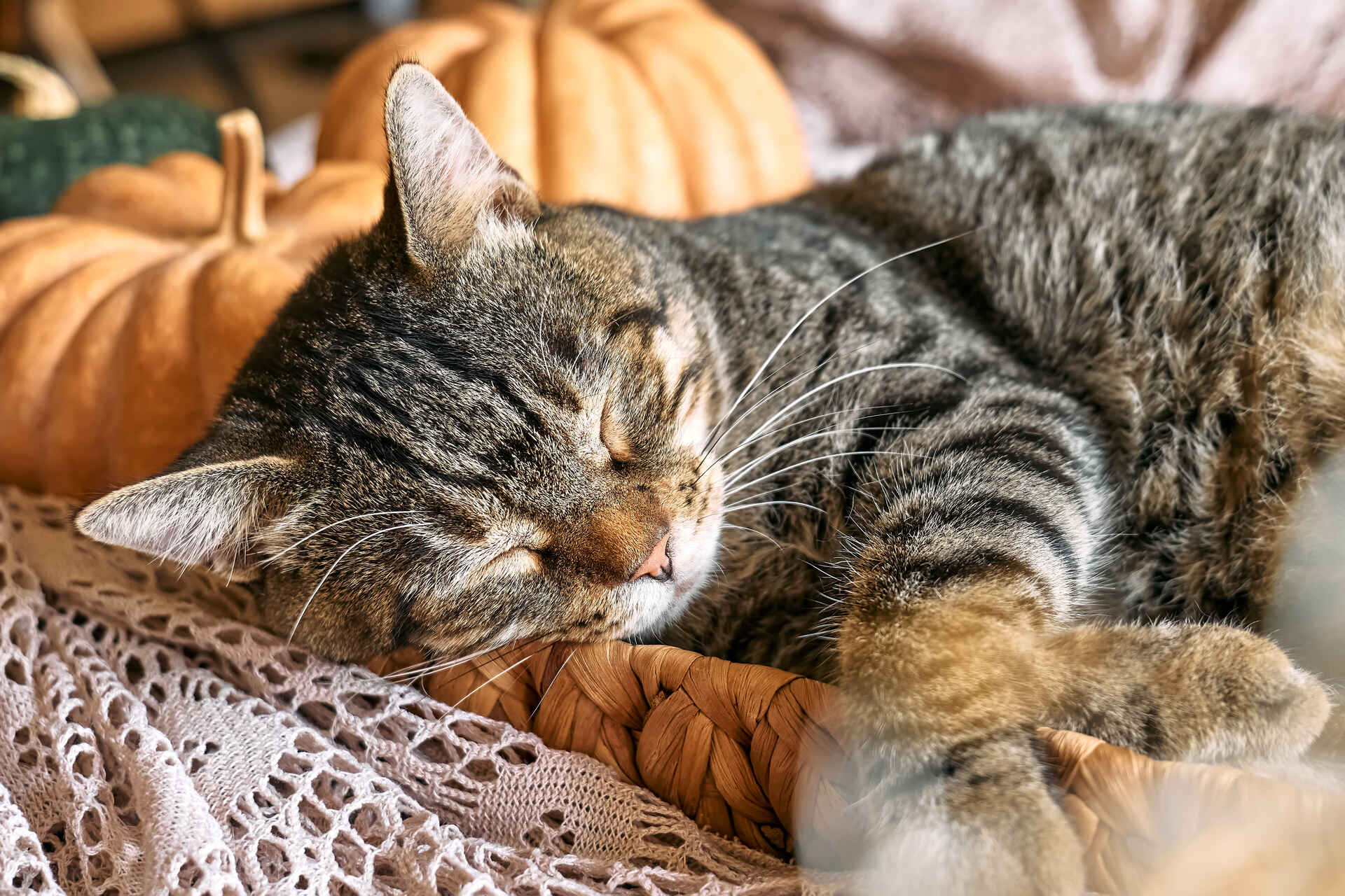 A cayt sleeping in a wicker basket next to pumpkins