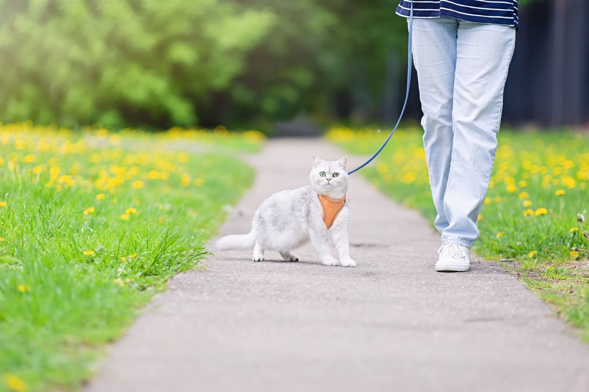 A man walking a cat on a leash through a flowery path