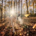 A dog exploring a forest