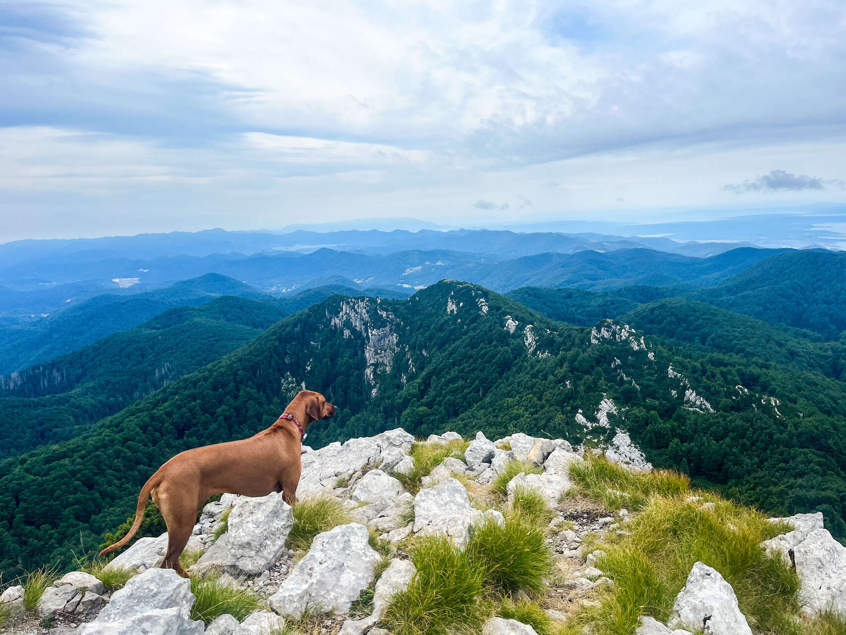 un cane su una montagna osserva i boschi all'orizzonte