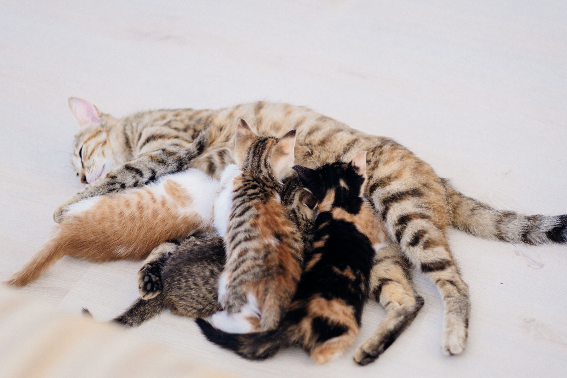 A mother cat feeding a litter of kittens