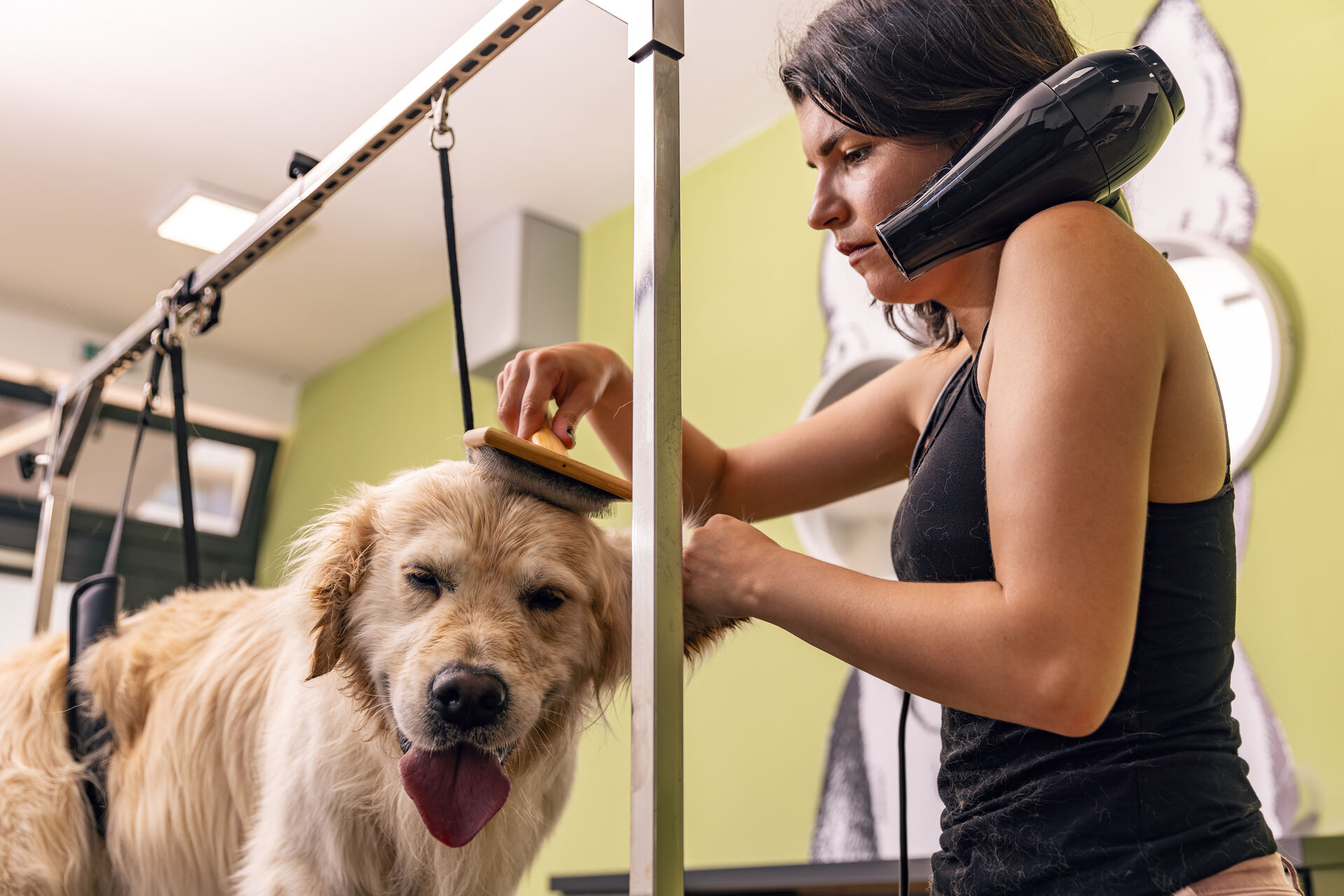 A woman grooming a deaf dog indoors