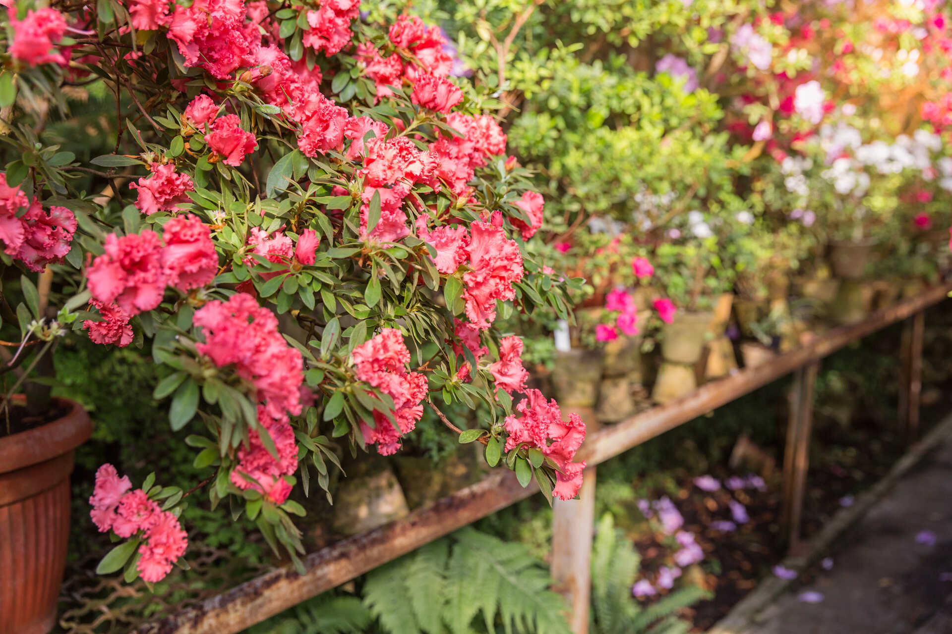 Azaleas growing in pots