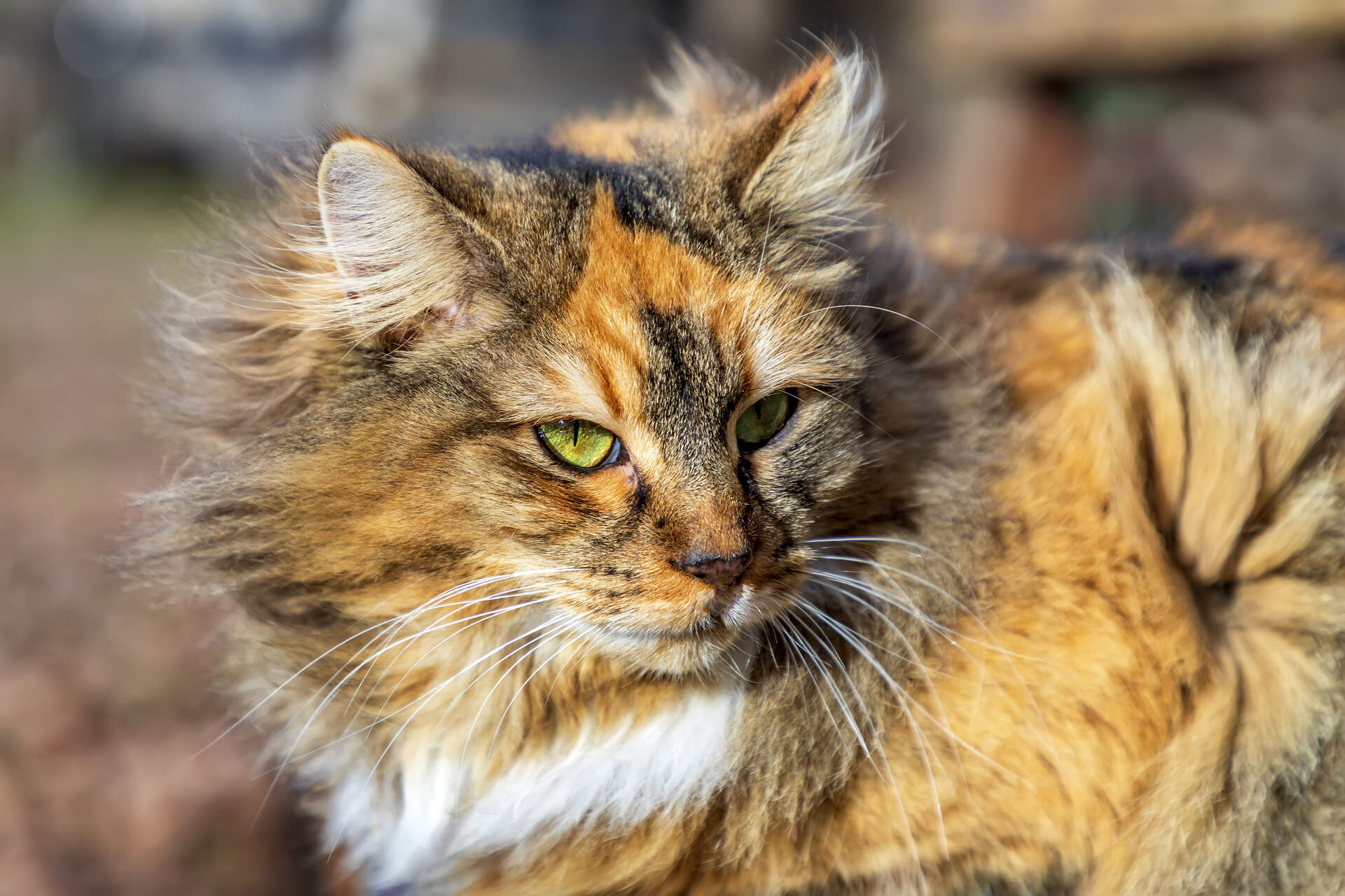 A senior cat outdoors