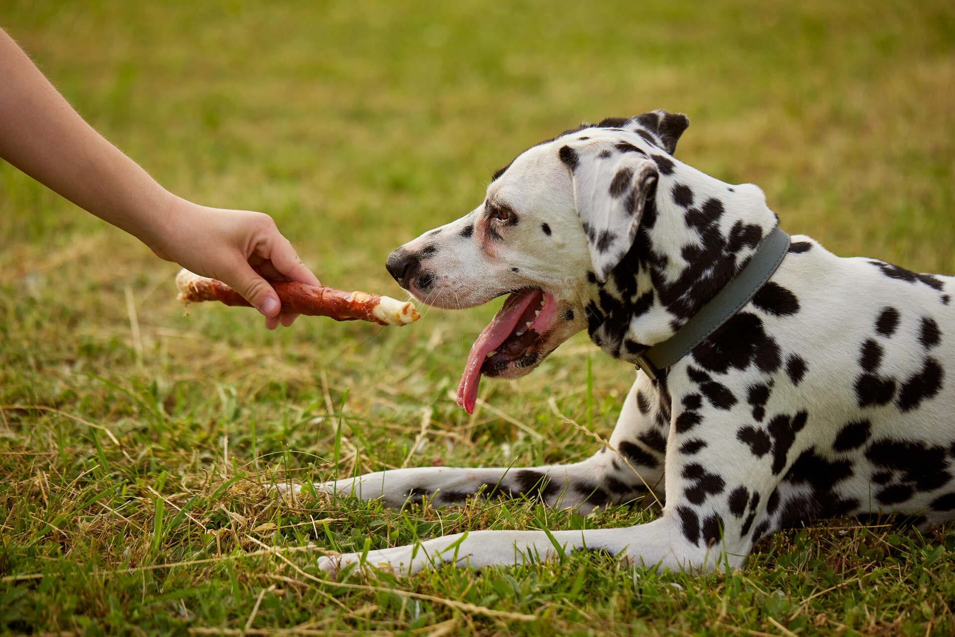 En hund som har brekninger etter å ha spist for raskt