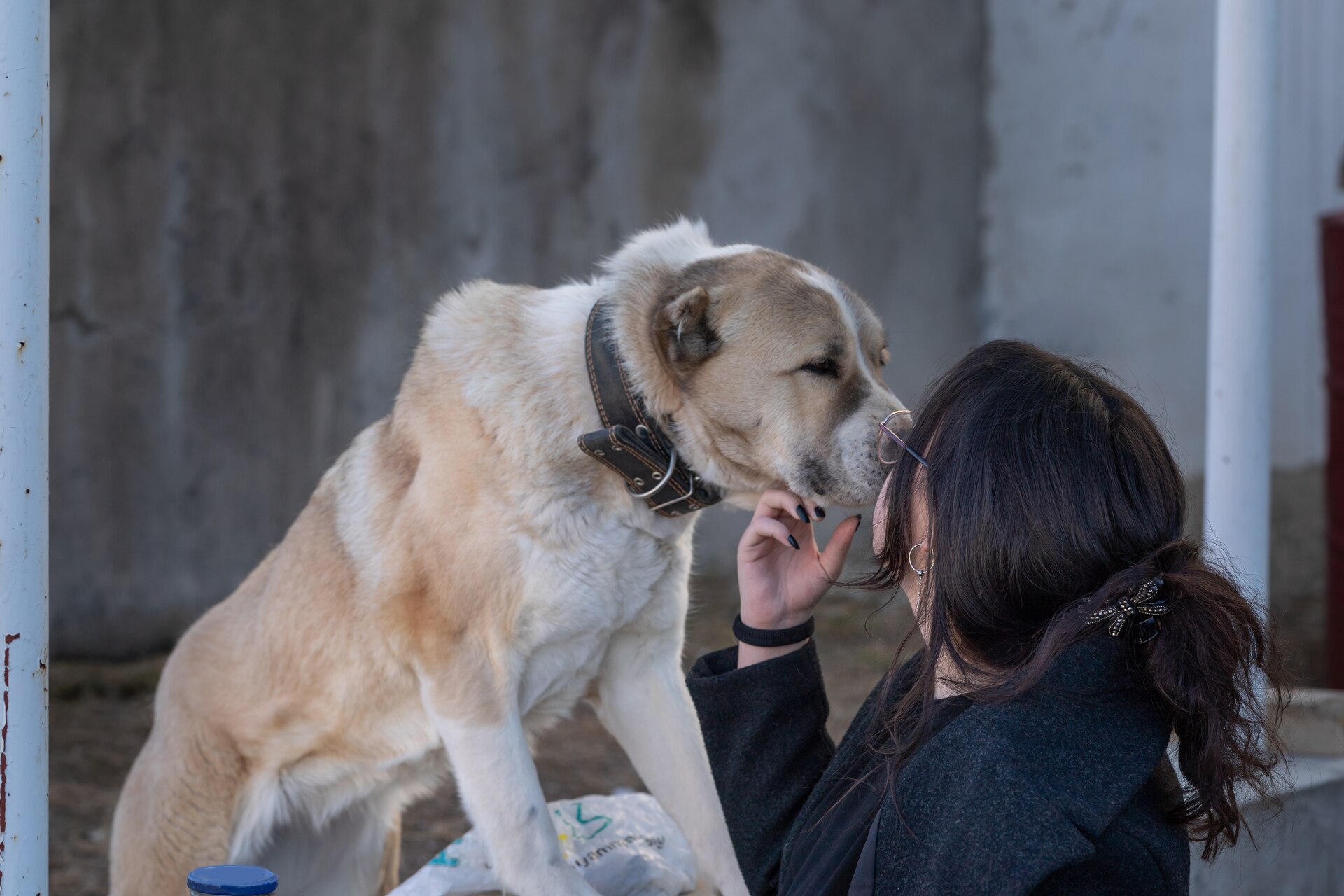 A dog licking a woman to get her attention