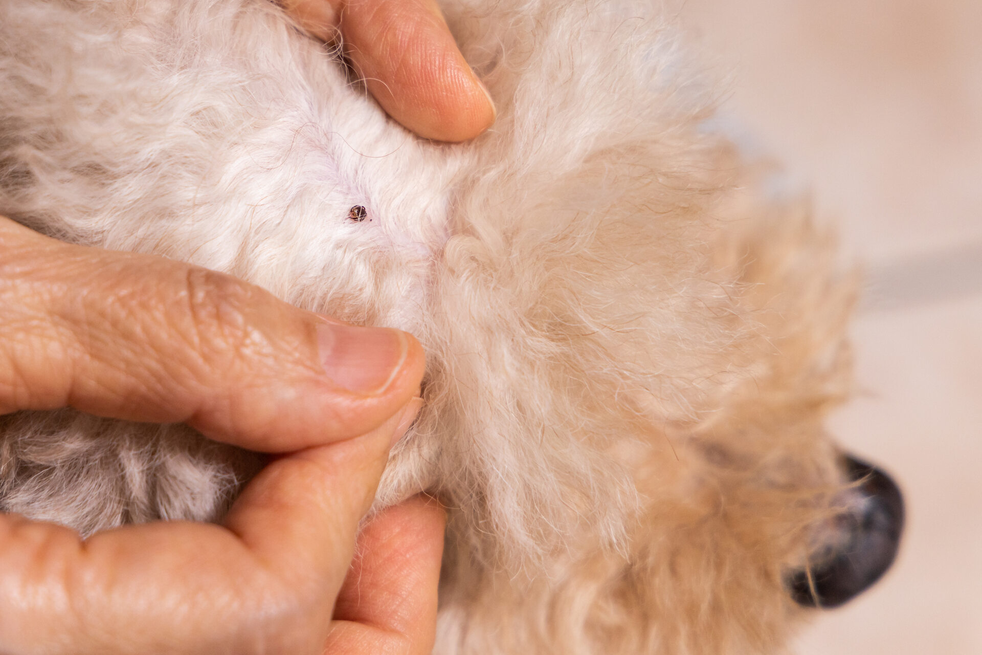 A vet searching for ticks in a dog's fur by hand