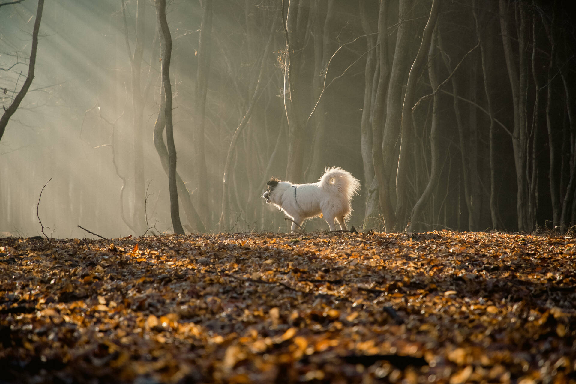 A dog exploring a forest