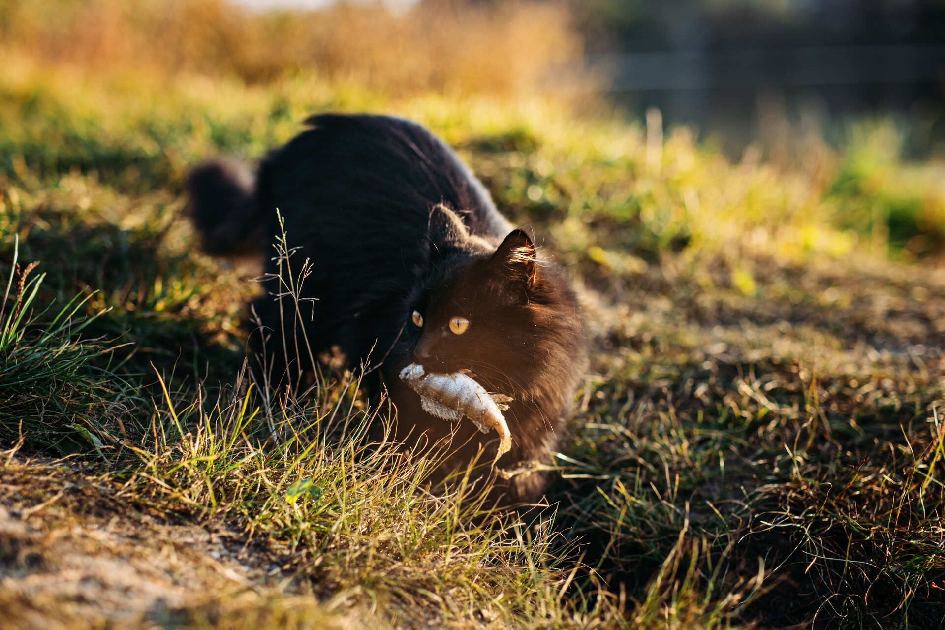 Schwarze Katze in der Natur hat einen Fisch im Maul