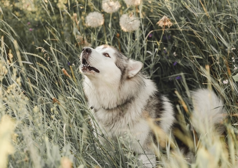 Husky im hohen Gras