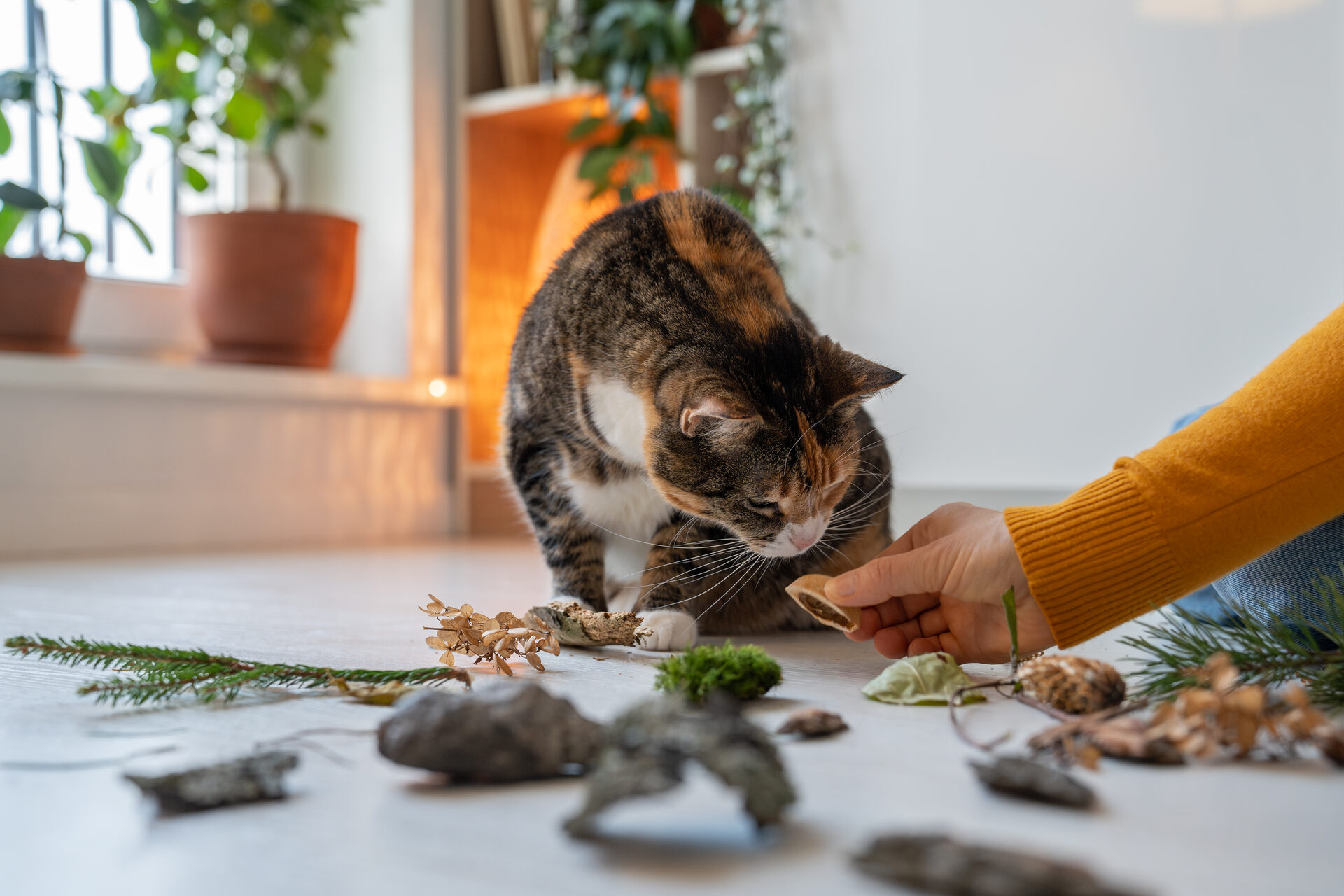 A cat sniffing at a plant