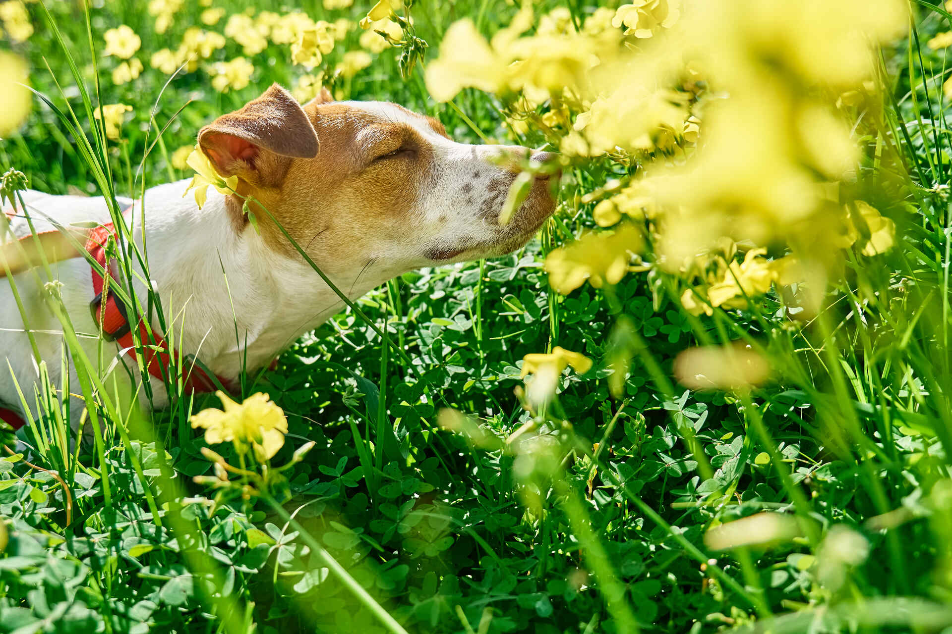 En hund som snuser på gule blomster på en eng