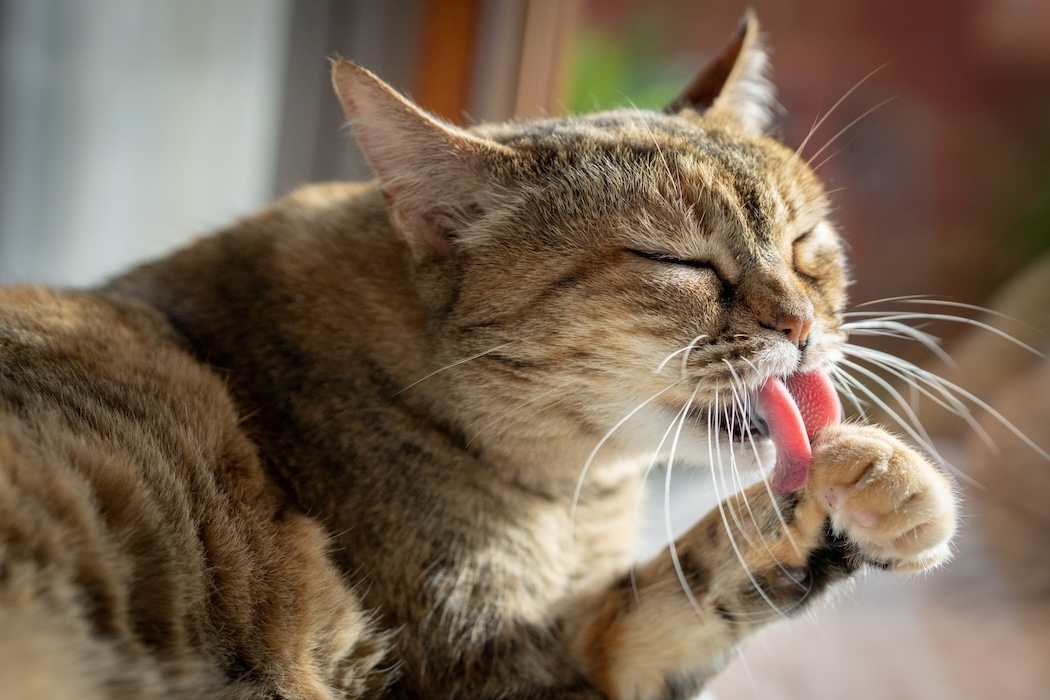 Braun getigerte Katze putzt sich