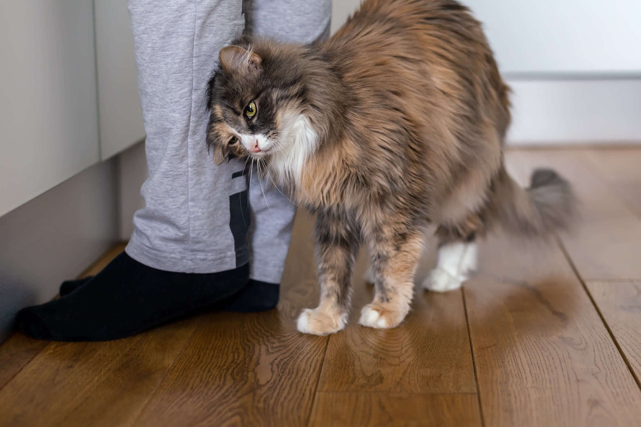 Dreifarbige Langhaarkatze streicht um die Beine einer Person