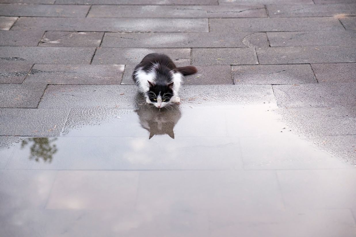 Schwarz-weiße Katze trinkt aus einer Pfütze