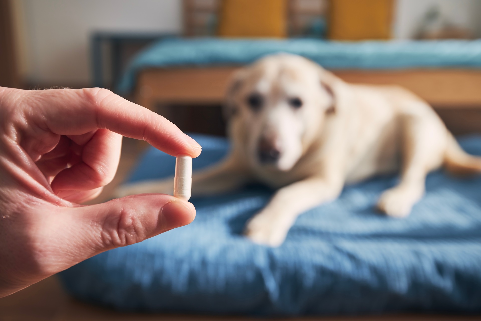 A man handing a pill to a dog