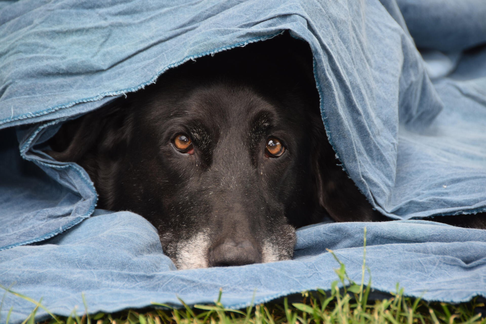 A senior dog lying under a blanket