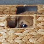 A puppy hiding in a basket