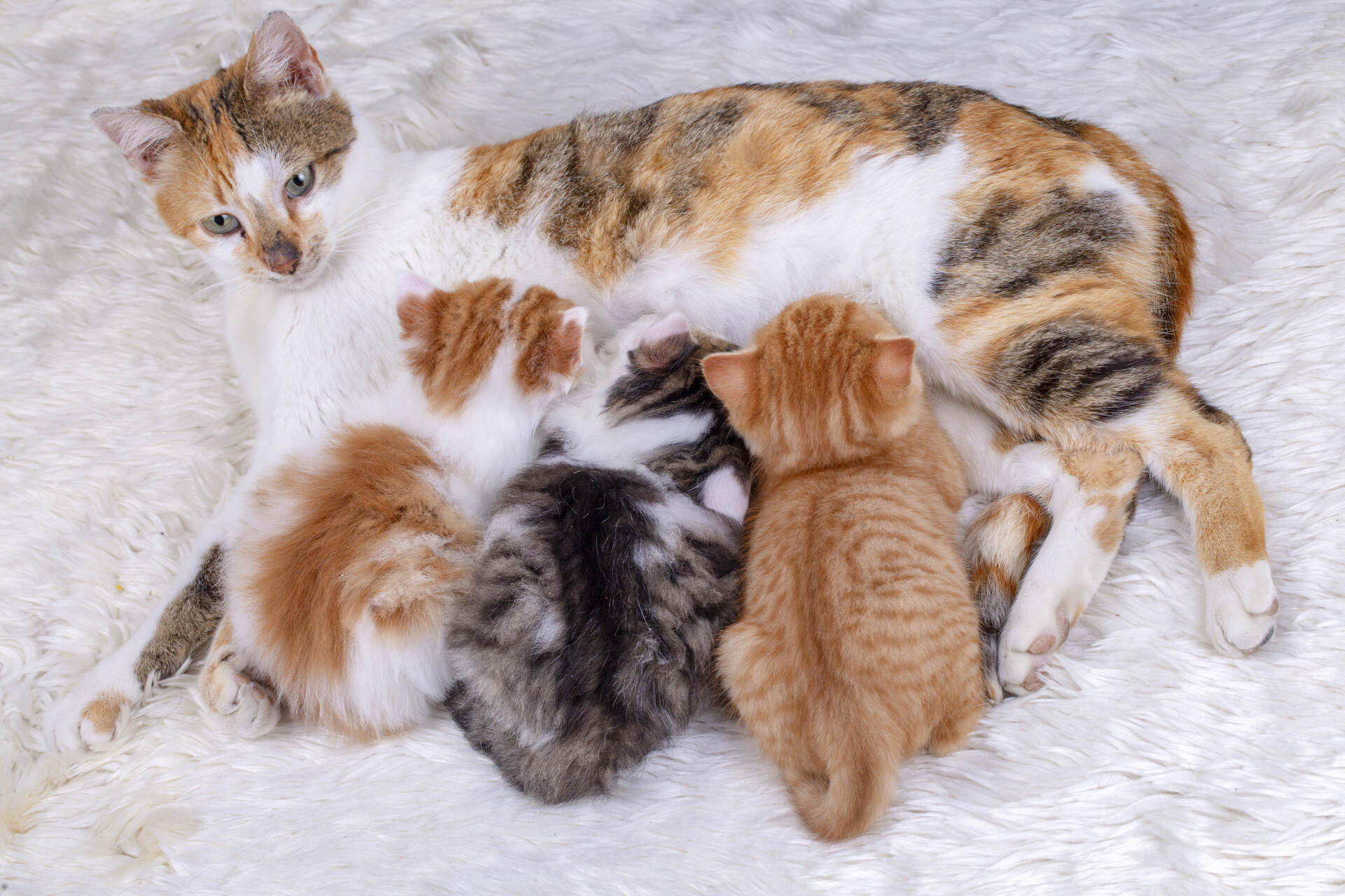 3 Babykatzen trinken Milch bei Mutterkatze