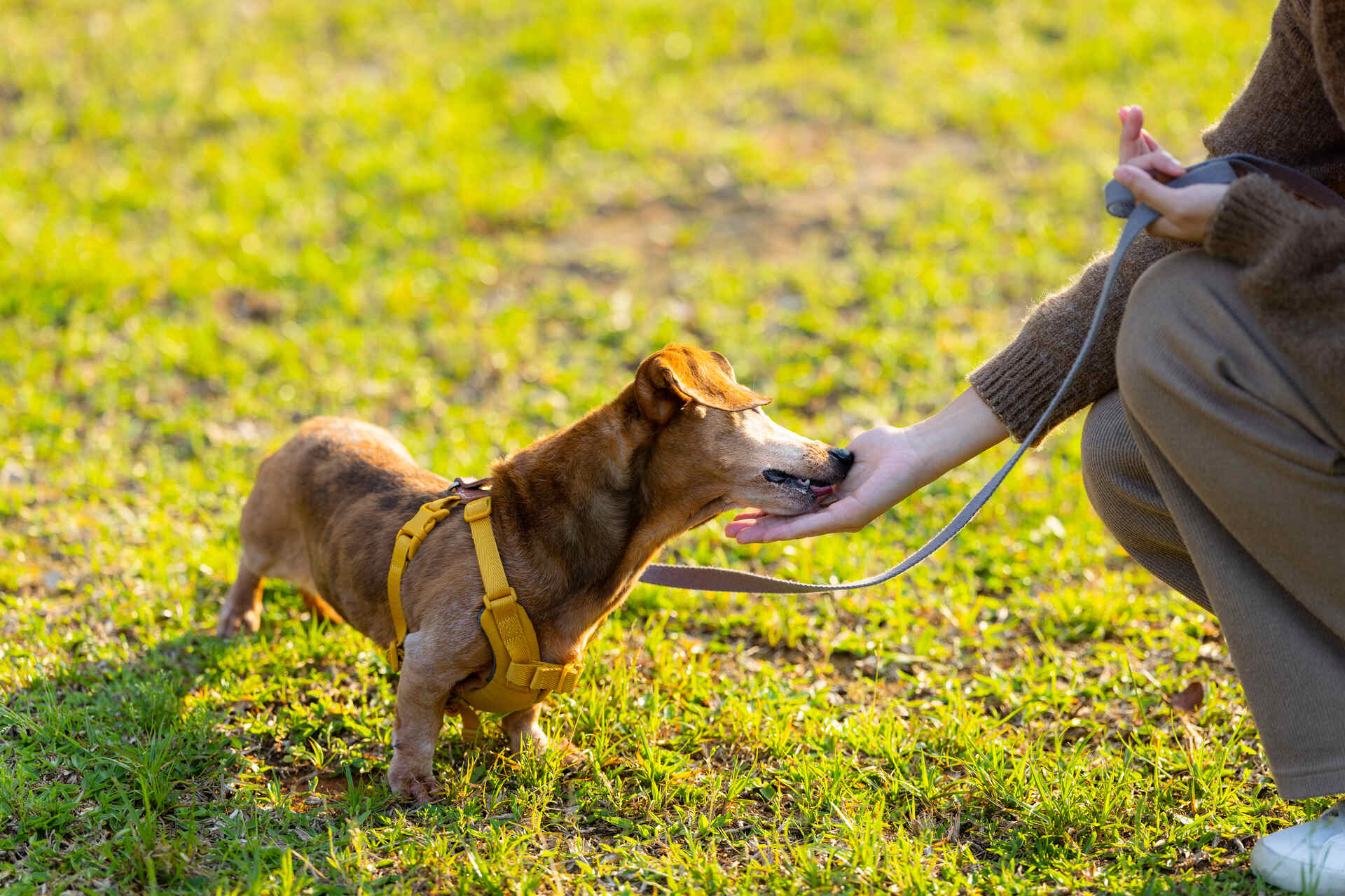 A woman training a blind dog outdoors