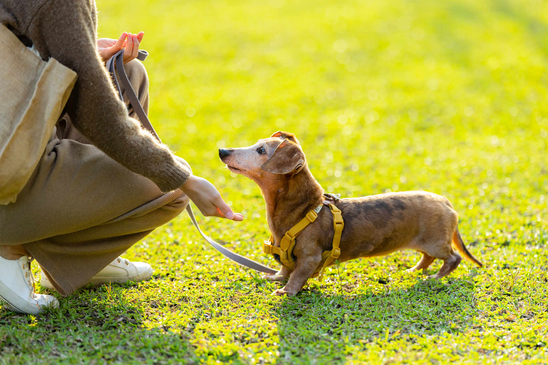 A shy dog signalling it wants to leave the dog park