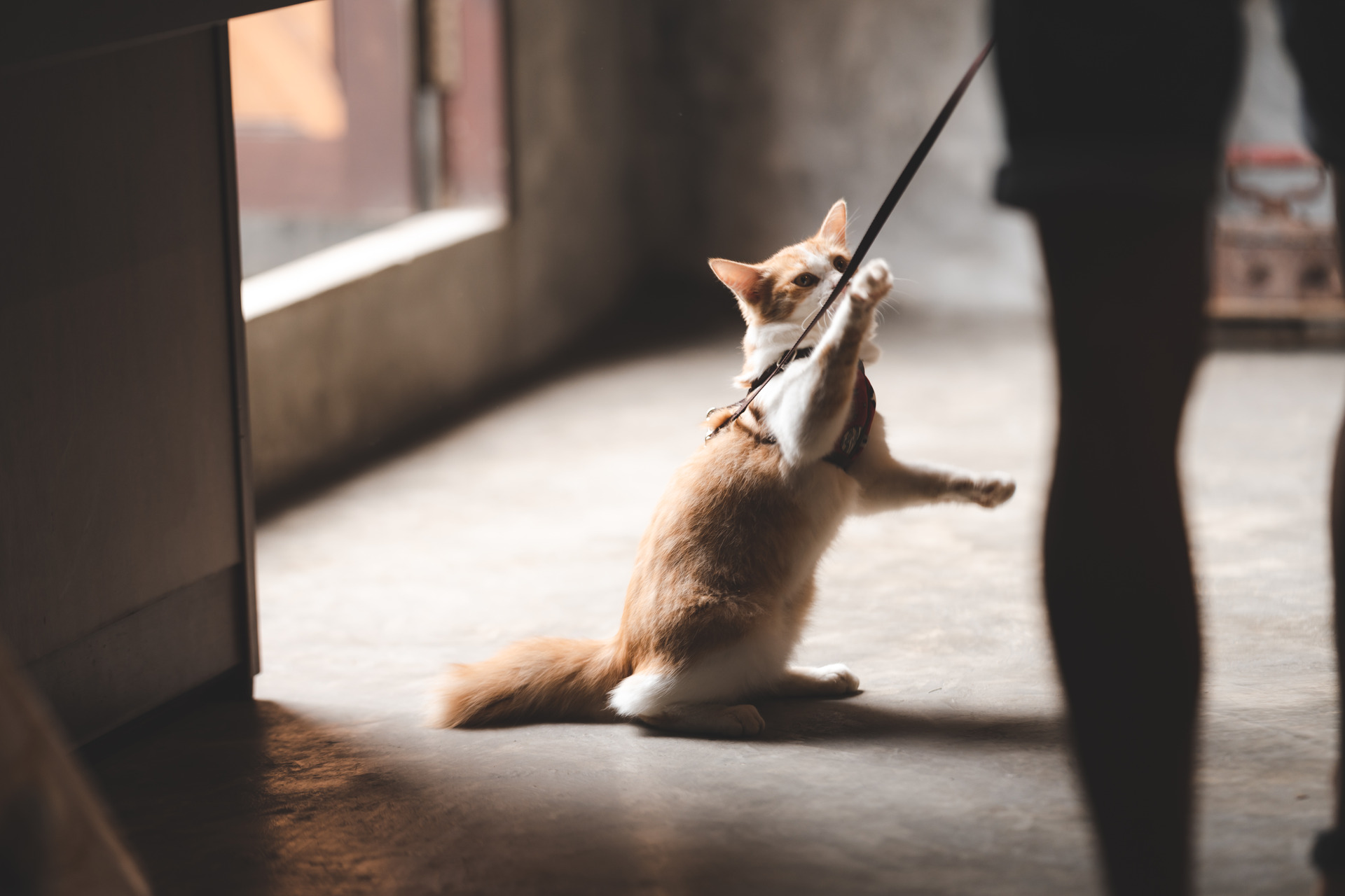 A man leash training a cat indoors