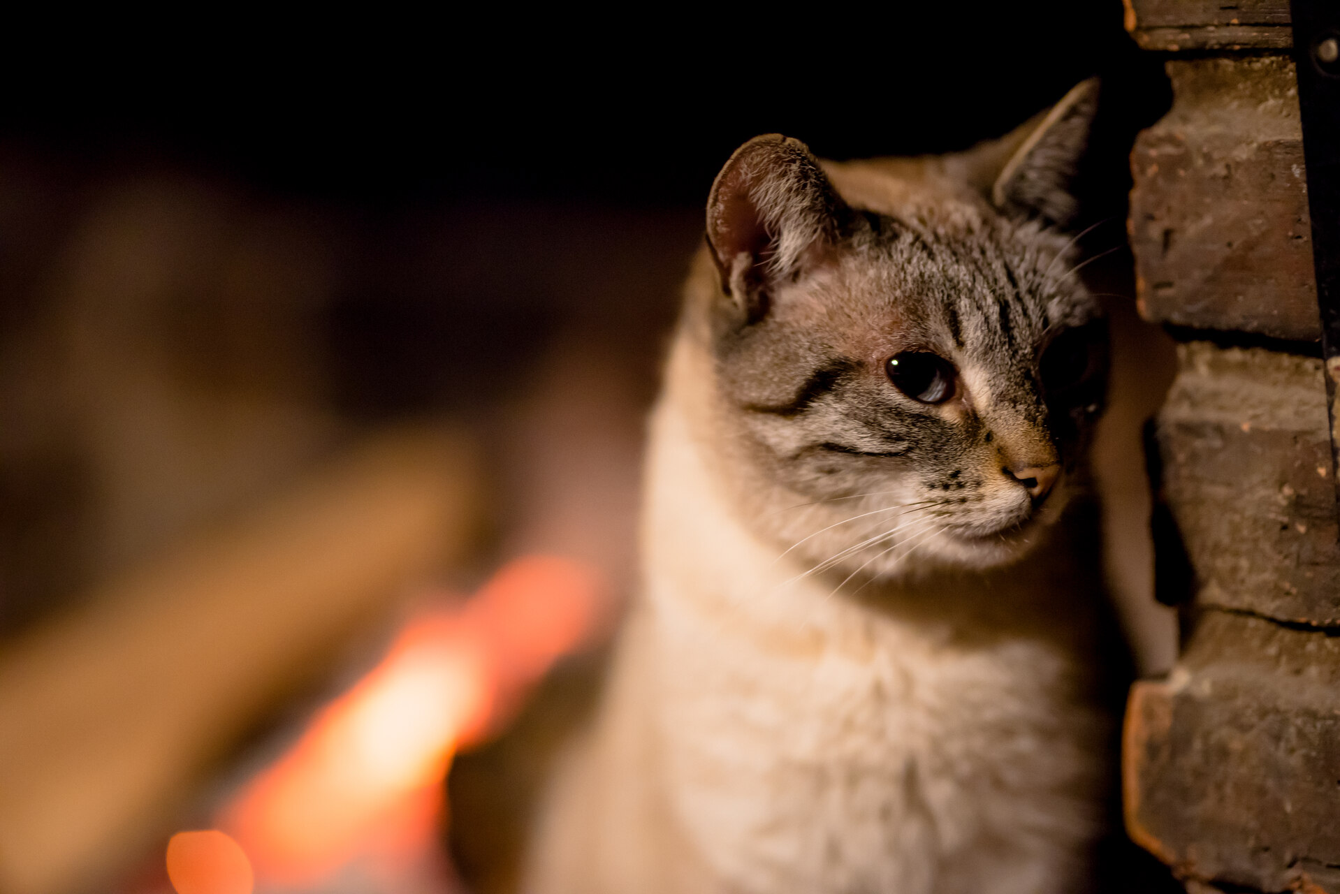 A cat navigating a dark environment