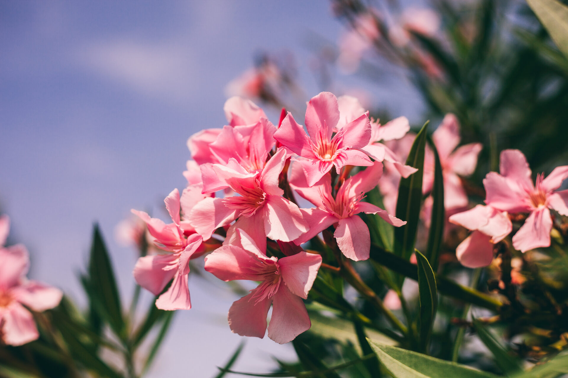 A shrub of pink oleander flowers