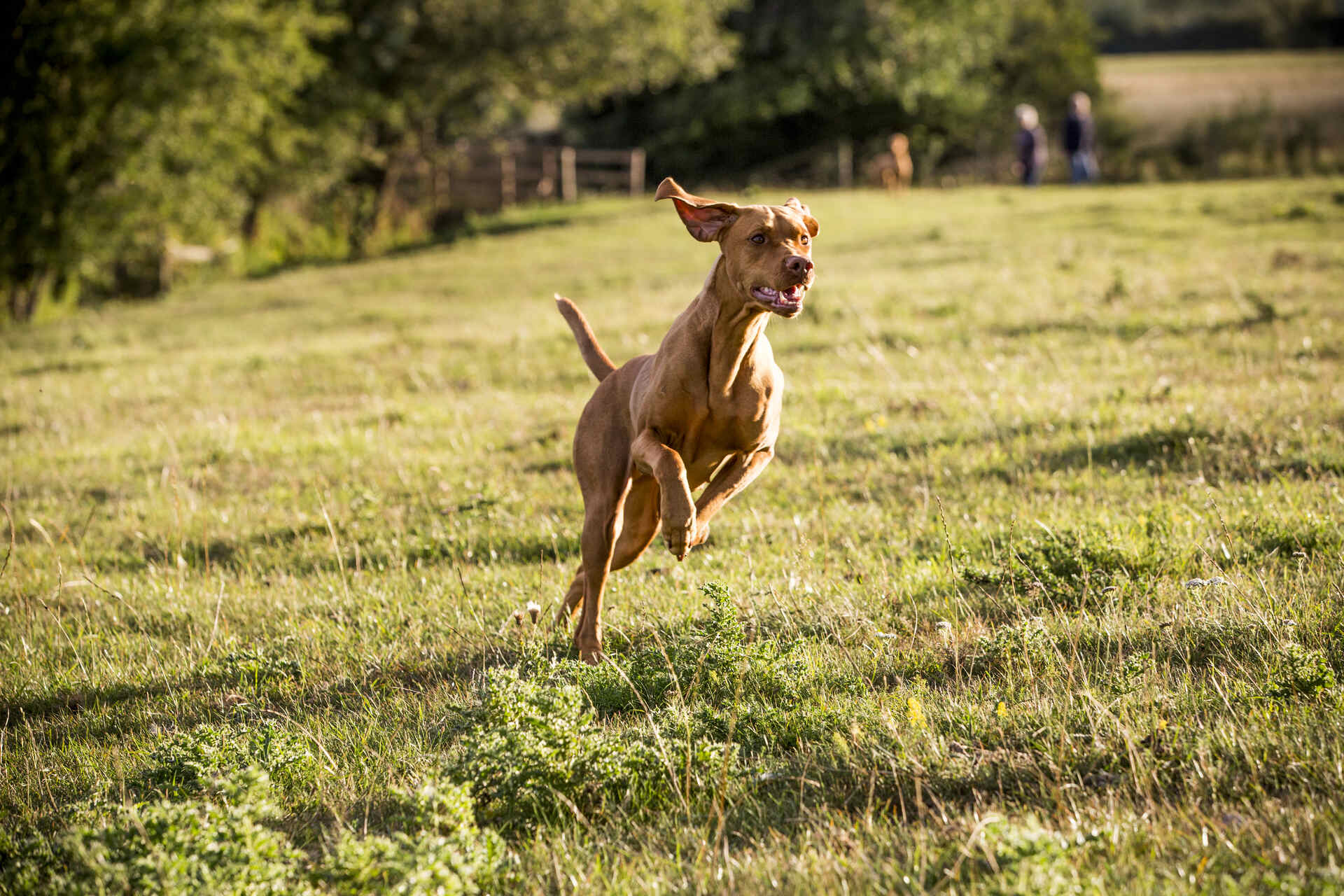 un cane corre in un prato