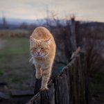 A cat on a wooden fence