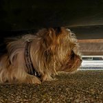 A dog hiding under a bed