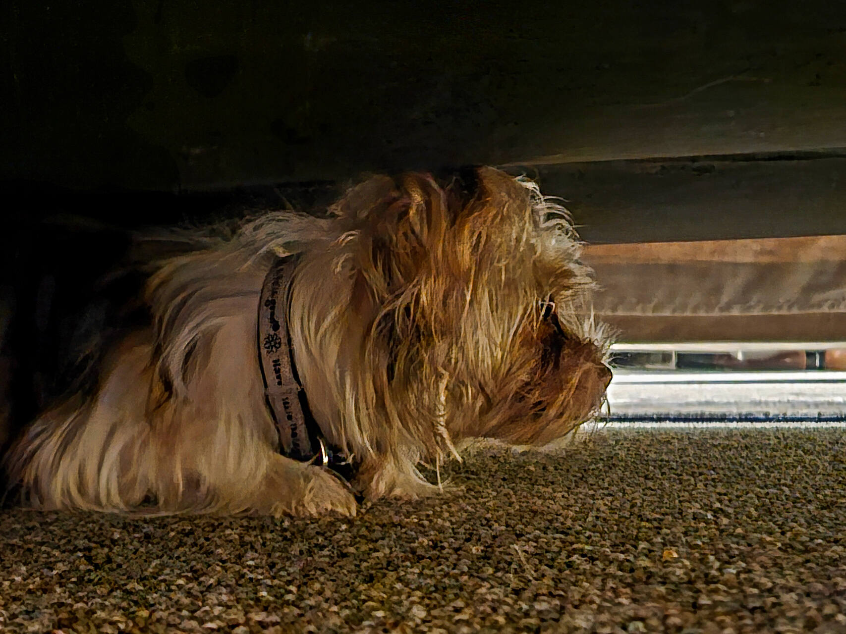 A dog hiding under a bed