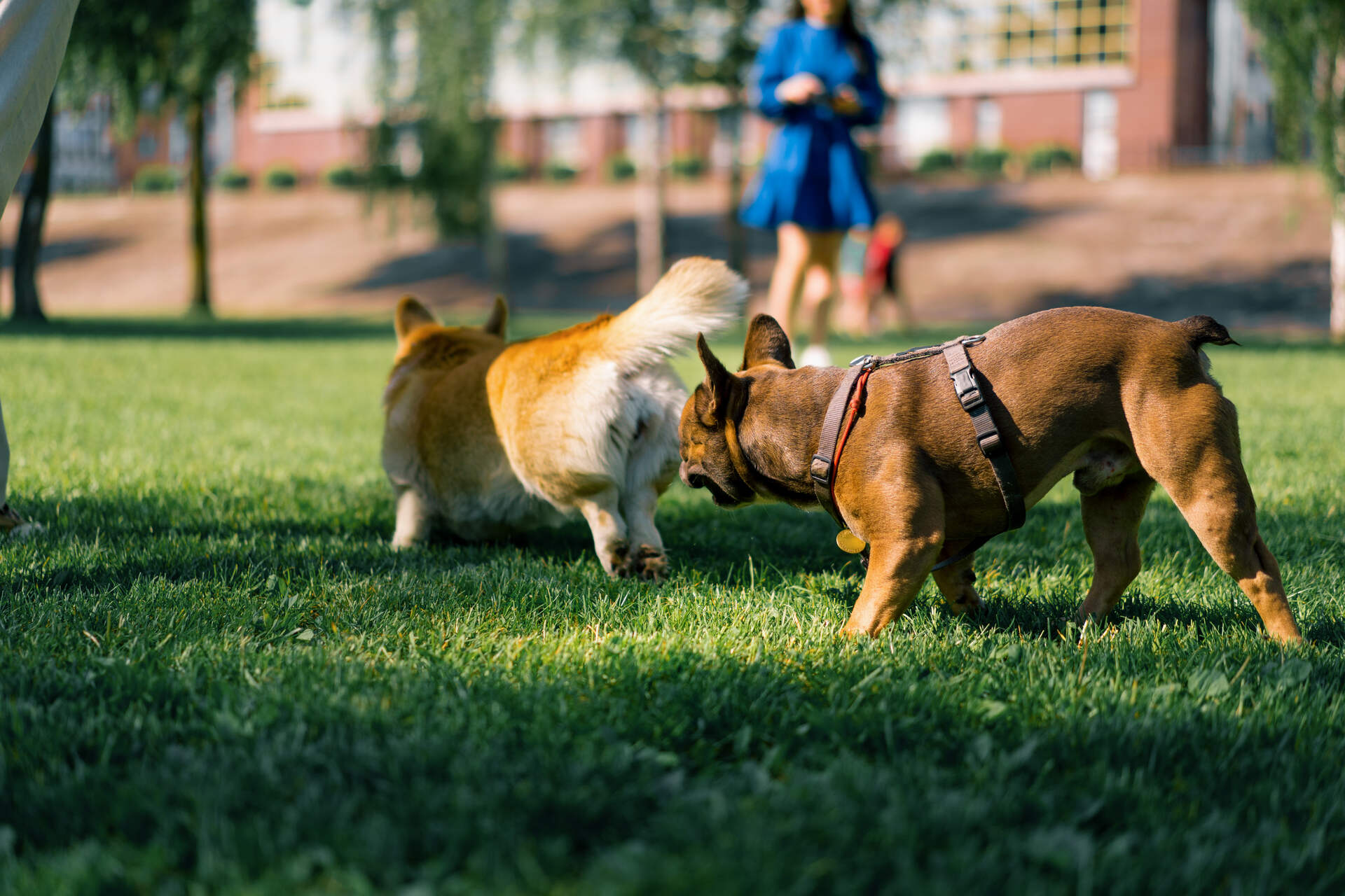 Dogs playing at a park