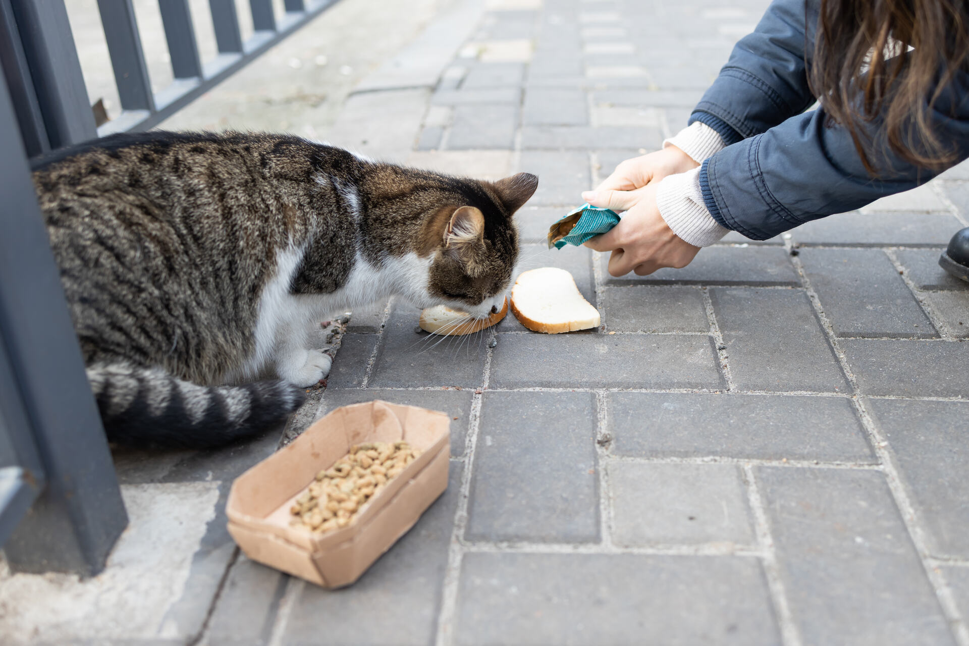 A woman feeding a cat on the street