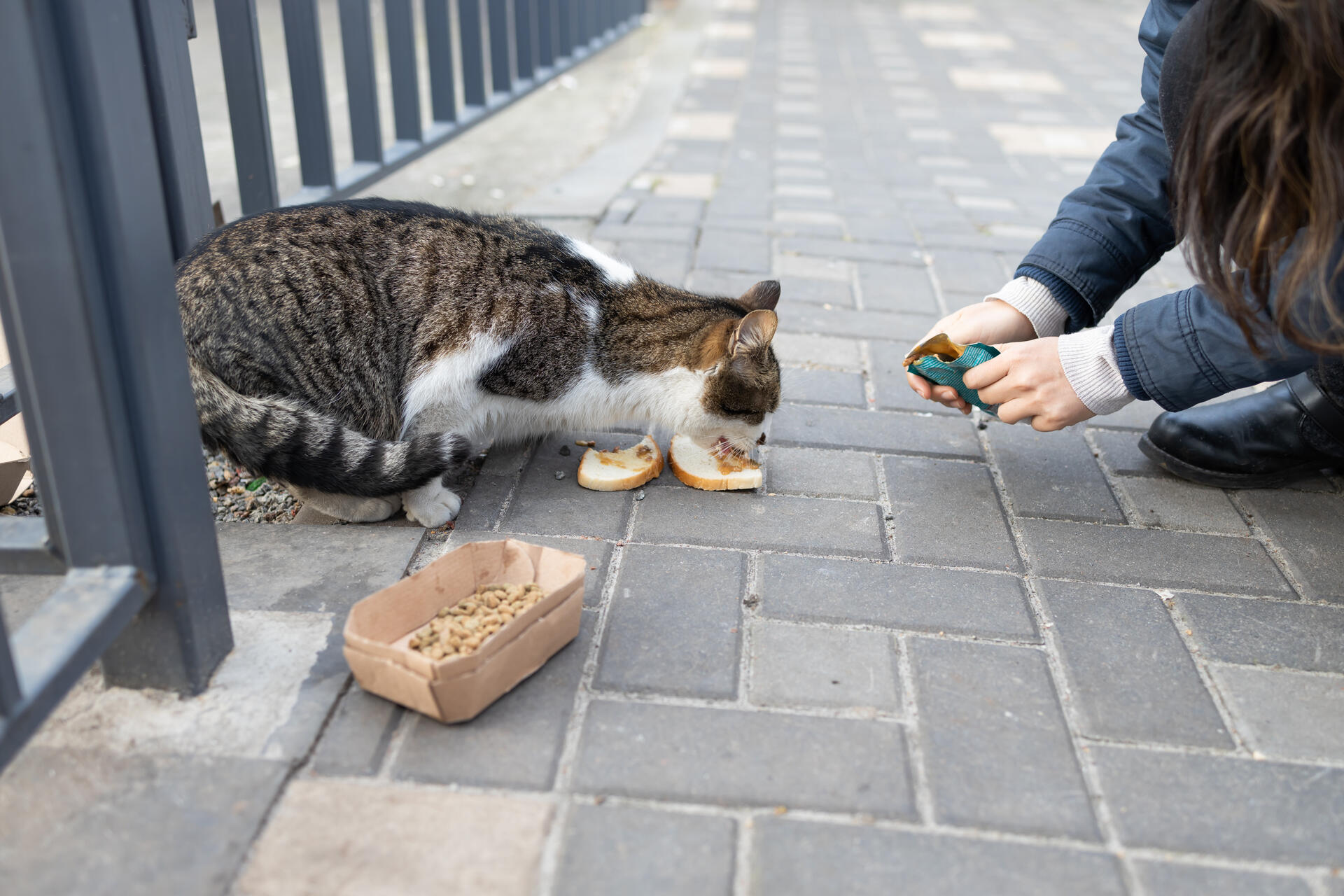 A woman feeding a cat on a street