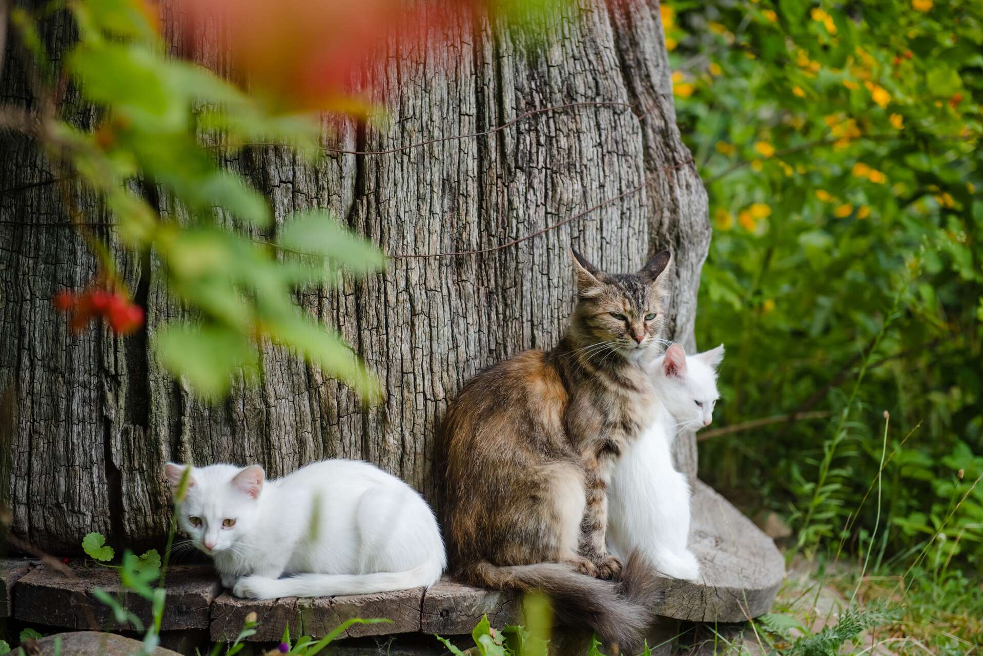 A group of cats sitting by a tree