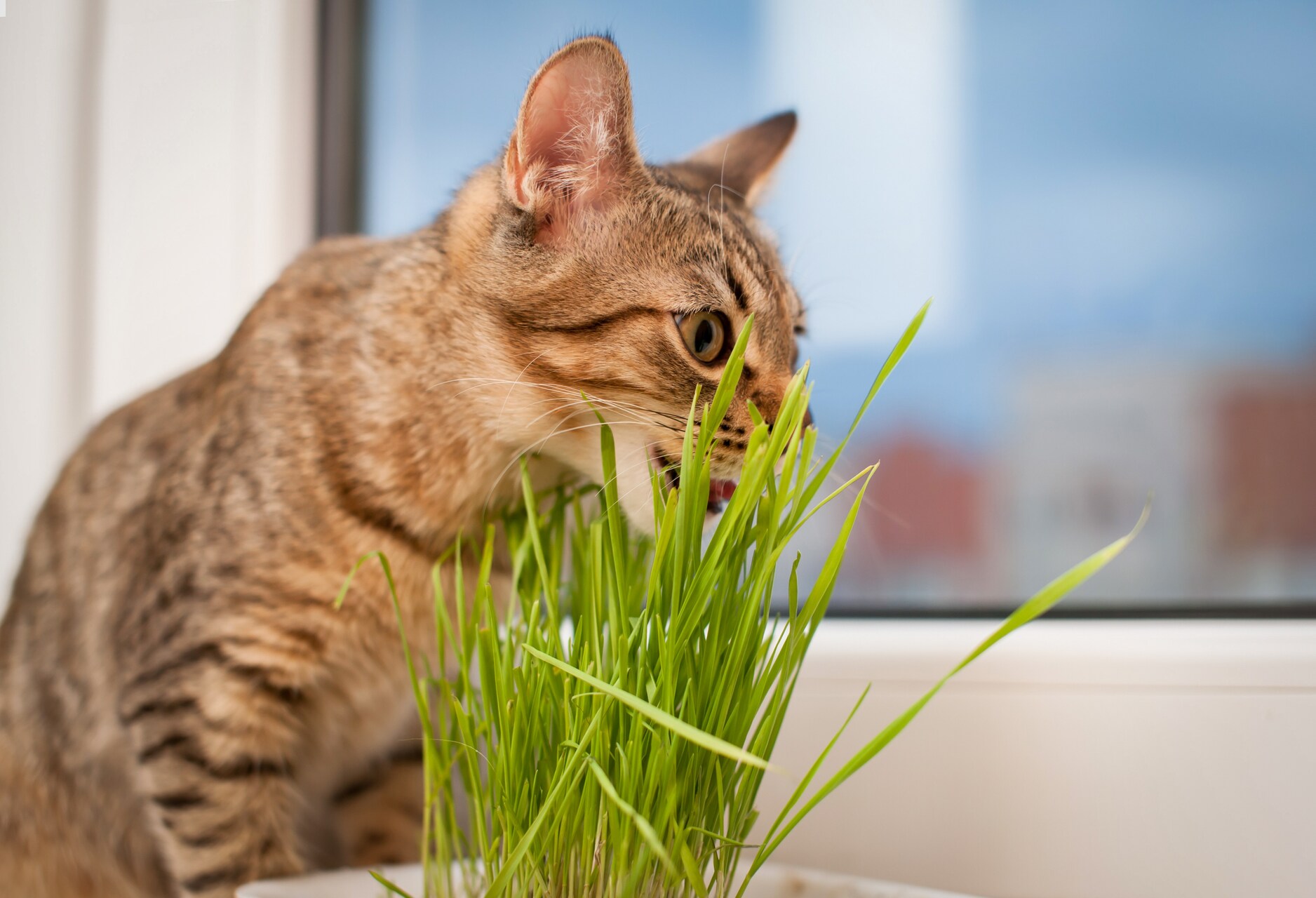 A cat nibbling on the stalks of a potted plant