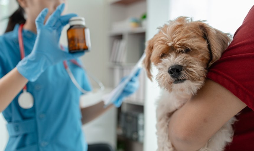 A vet explaining what is toxic to dogs