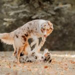 Two dogs in heat play fighting together