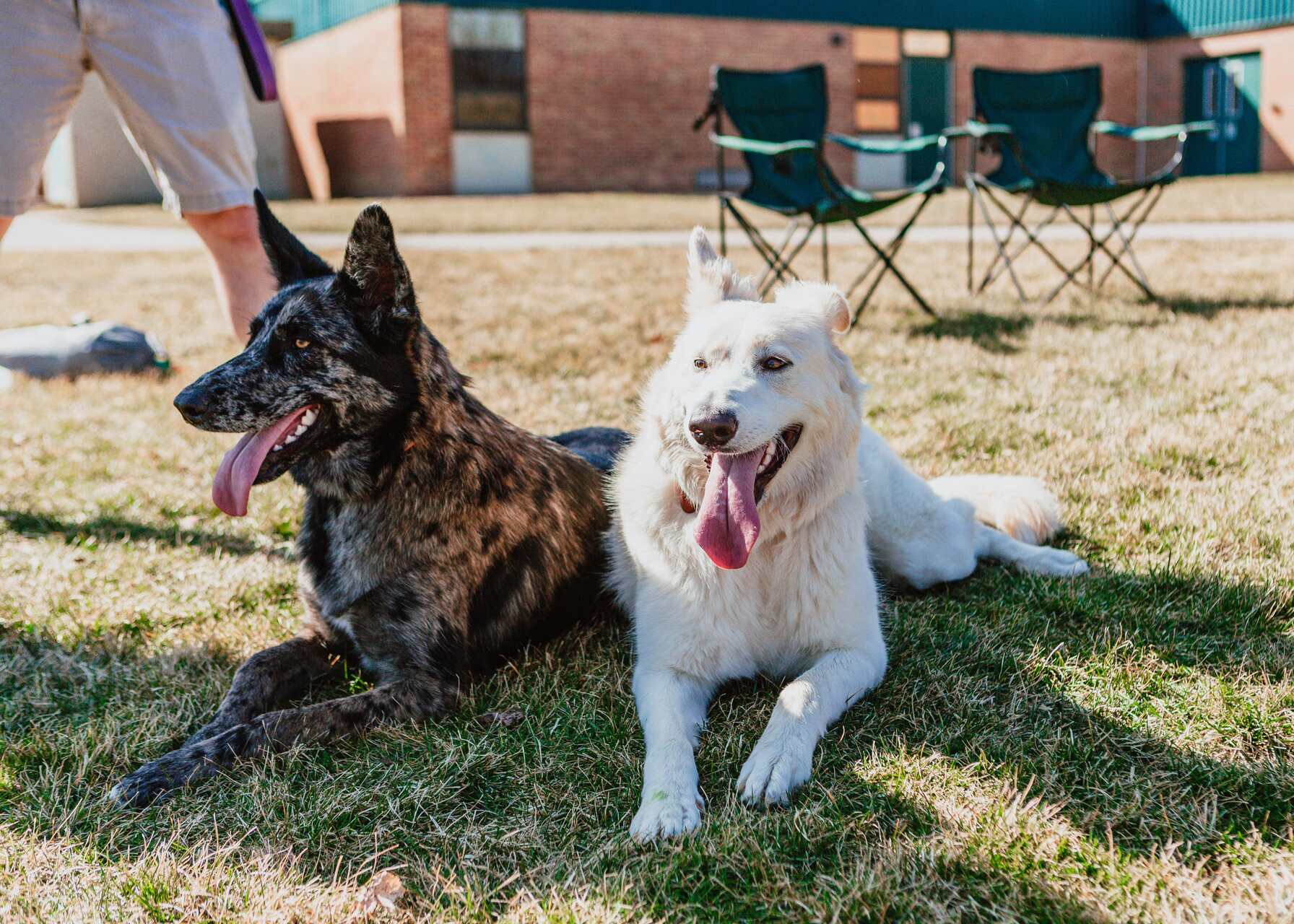 Two dogs panting in the shade on a sunny day