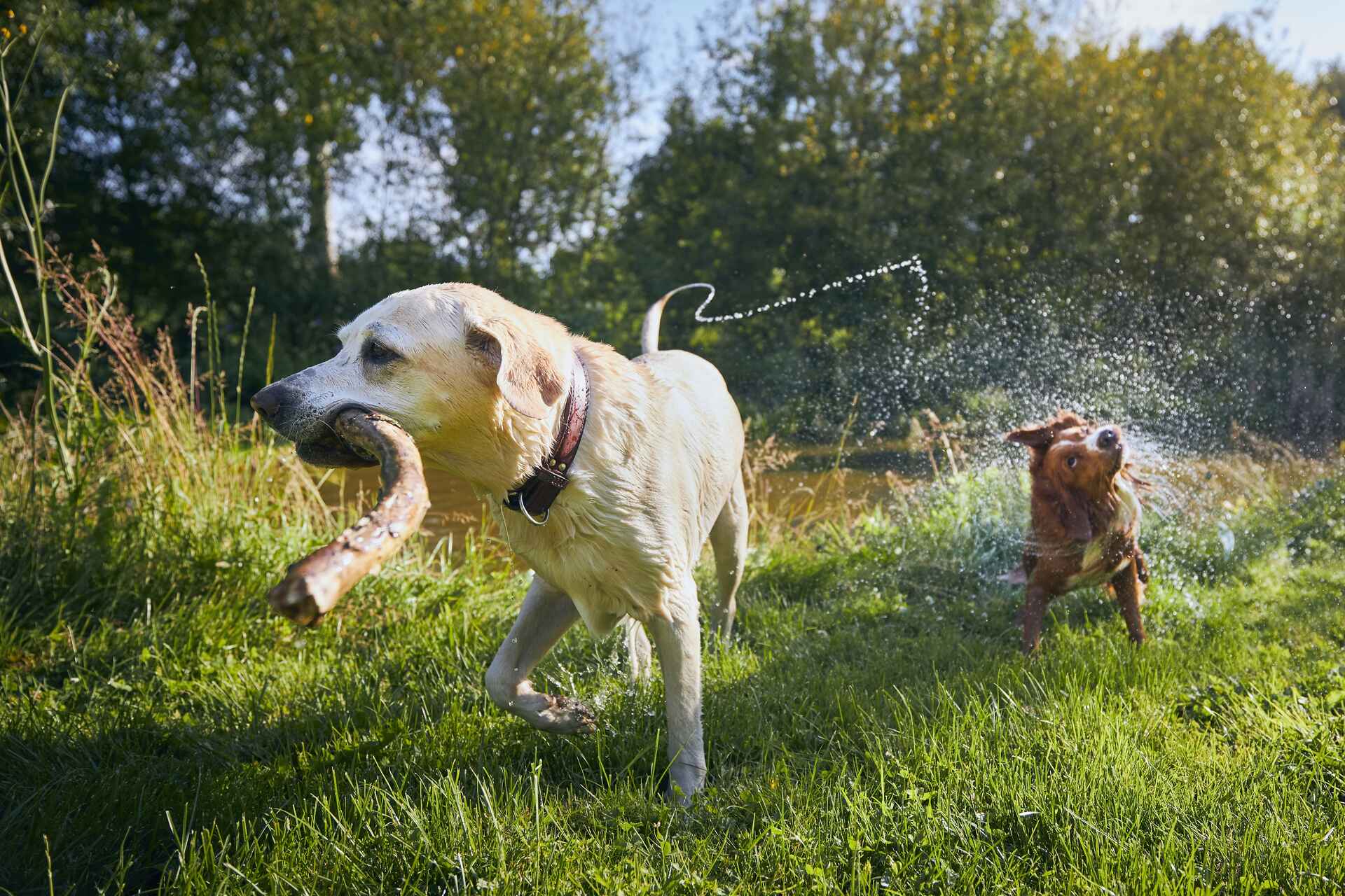 Dogs playing by the riverside