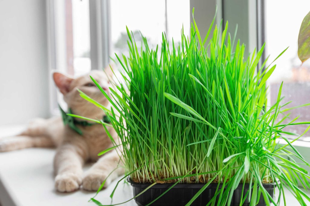 A cat sitting next to a potted plant