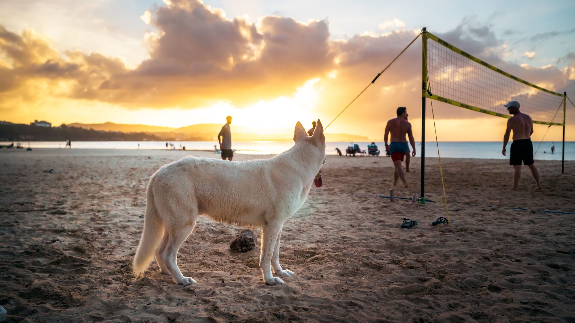 un cane gioca su una spiaggia