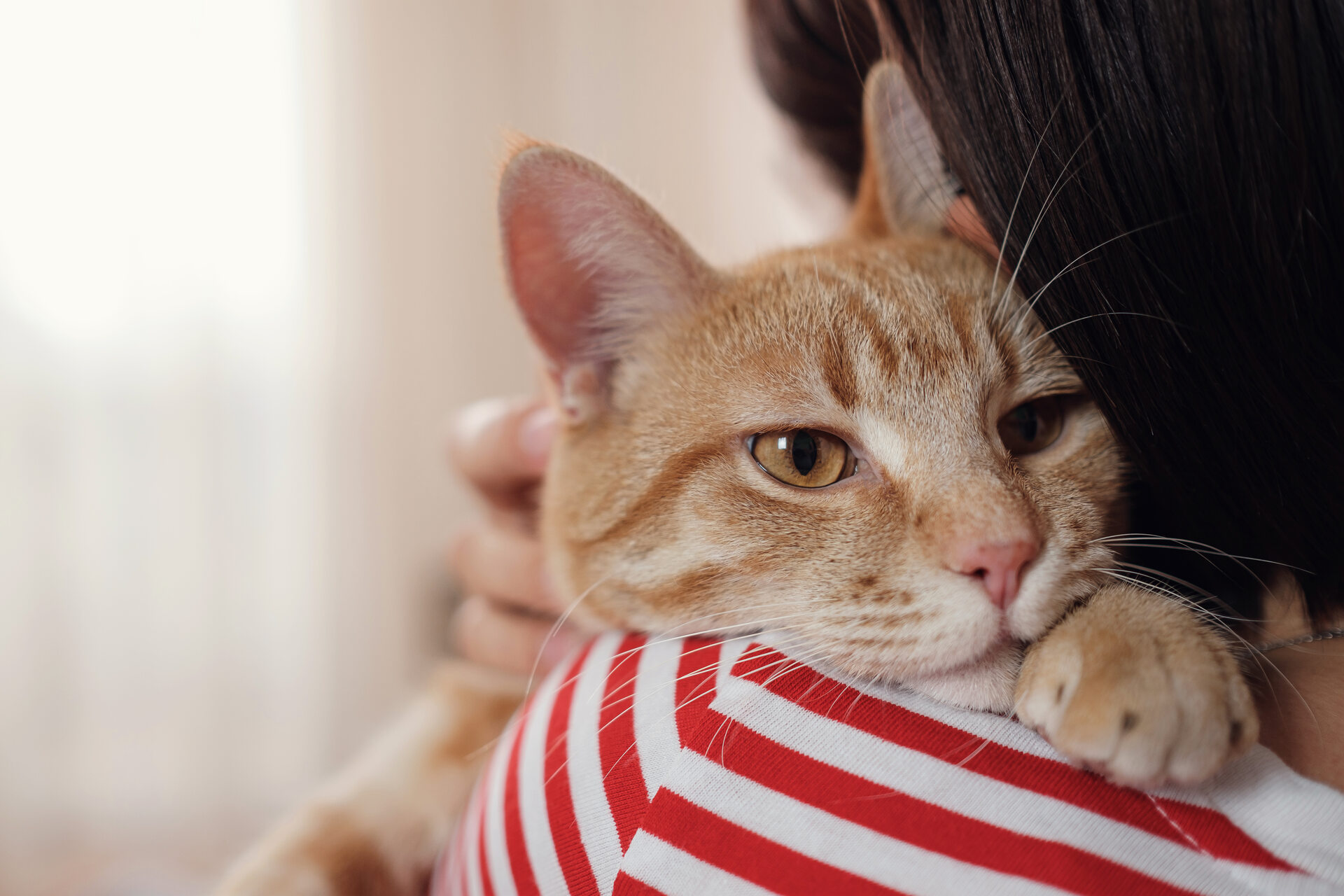 A cat clinging to a woman