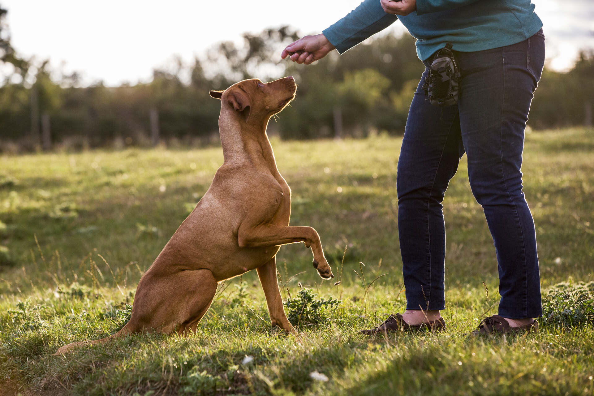 A woman training a dog outdoors