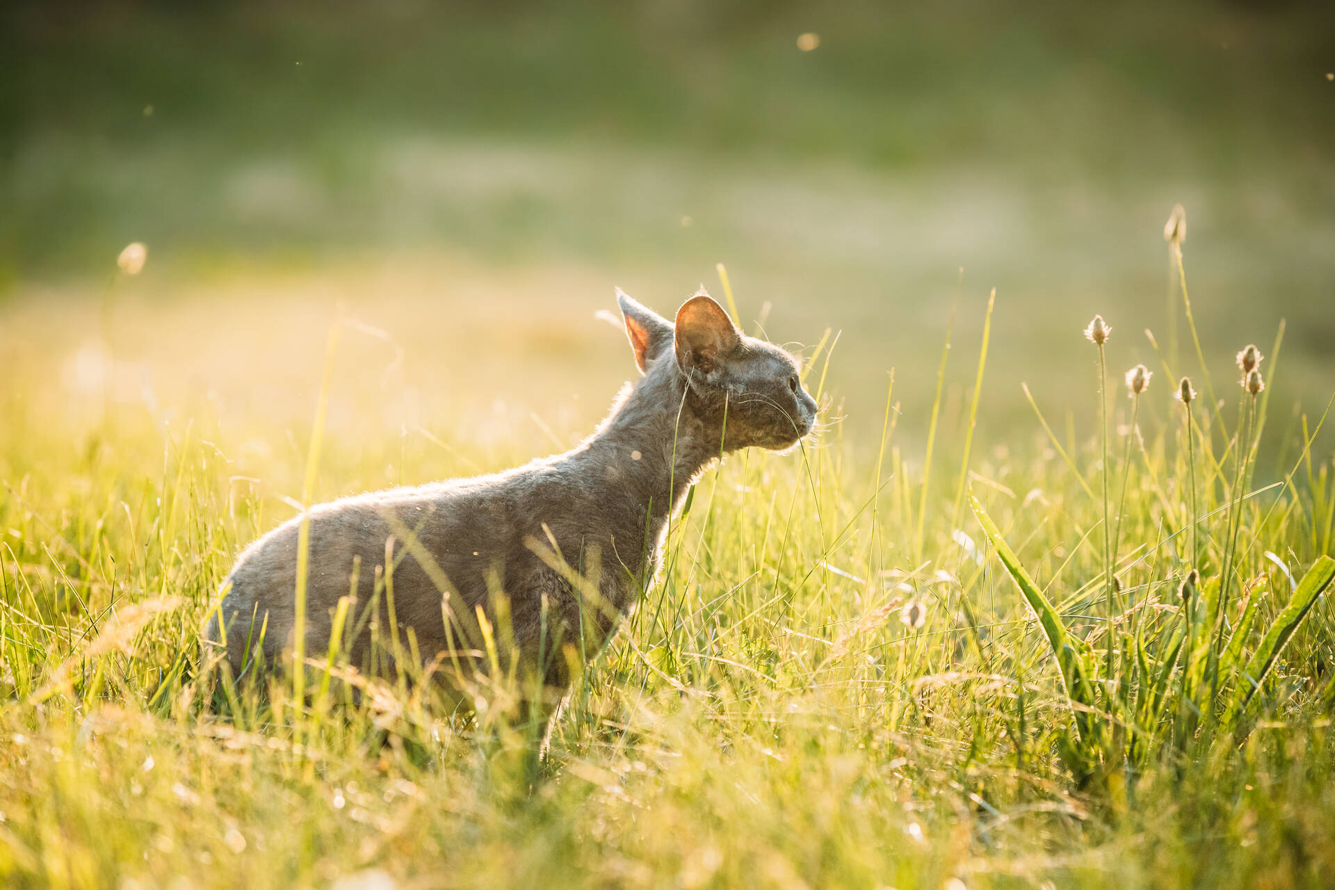 un gatto in un prato